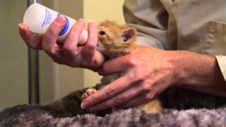 Orphaned Kitten Care How to Videos  How to Bottle Feed an Orphaned Kitten [upl. by Bourque]