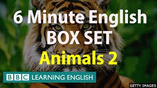 BOX SET 6 Minute English  Animals 2 English megaclass 30 minutes of new vocabulary [upl. by Millur]