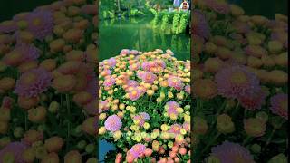 Beautiful Chrysanthemum grandiflorum💐🥰shorts flowersshortviralvideonaturalbeautifulflowers [upl. by Eitten]