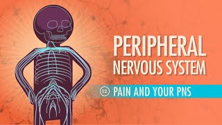 Peripheral Nervous System Crash Course Anatomy amp Physiology 12 [upl. by Atnovart]