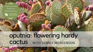 Flowering Hardy Cactus  Oputnia [upl. by Anohs]