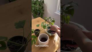 Styling A Rhaphidophora tetrasperma  Houseplants [upl. by Notsua]