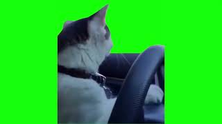 Cat Driving Green Screen Template [upl. by How529]