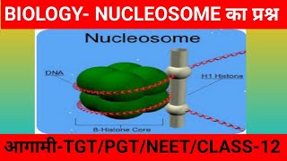 structure of nucleosomedna pakaging sturcture of nucleosome class 12Nucleosome tgt pgt neet [upl. by Ahsatniuq]