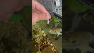 Feeding a mosquitofish to my pet bluegill [upl. by Jemine]