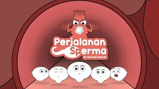 Perjalan Sperma  Animasi Edukasi [upl. by Sirred107]