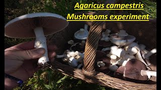 Mushrooms experiment Agaricus campestris [upl. by Gregorius]