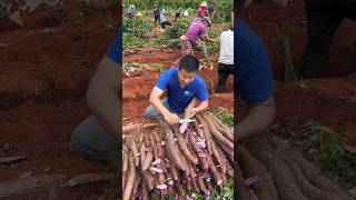 Long purple potatoes harvest in rural farming harvest satisfying agriculture potatoes [upl. by Eikcin]