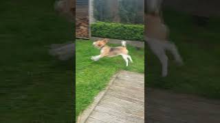 Beagle Dog Barks Excitedly at Seeing a Bird [upl. by Gran]