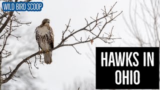 Hawks In Ohio Check Out All 10 Species [upl. by Kamila]