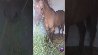 CROTALARIA JUNCEA COMO ALIMENTACION PARA CABALLOS [upl. by Enawtna599]