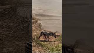 A zebra gravely injured collapses by the lake as a crocodile waits nearby PredatorVsPrey [upl. by Gnilhsa]