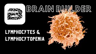 Lymphocytes and Lymphocytopenia  Lymphatic System [upl. by Rancell598]