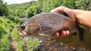 River Trout Catch amp Cook [upl. by Lubin]