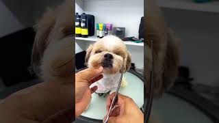 Shih Tzu Grooming [upl. by Ivel]