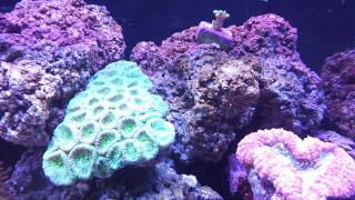 40 Gallon Breeder Salt Water Reef Tank [upl. by Sumner]