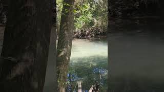 Ponce De Leon Florida subscribe shorts poncedeleon travel florida springs water beautiful [upl. by Janaya]