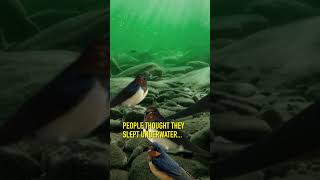 The bird that SLEEPS UNDERWATER irishwildlife naturefacts rewilding biodiversity [upl. by Leroj]