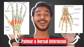 Palmar interossei muscles of hand  Dorsal interossei muscles of hand  intrinsic muscles of hand [upl. by Mark]