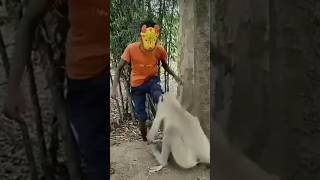 Monkey eating gold 🪙 biscuit 🍪 chiks shorts chhotudada mrindianhacker viral monkeys funny [upl. by Weksler821]