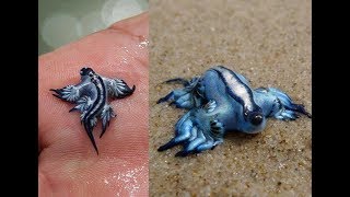 5 Facts about Glaucus Atlanticus Blue sea slug [upl. by Anin]