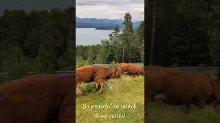 Farm animals of Norway 😍 CUTE roadblocks norway farmanimals cute travel shorts [upl. by Aineg]