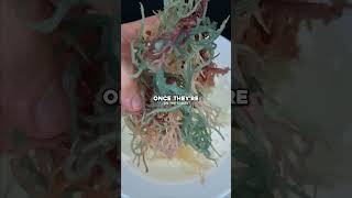 HOW TO MAKE SEA MOSS GEL IN LESS THAN A MINUTE seamossgel irishseamoss purpleseamoss goldseamoss [upl. by Eeral]