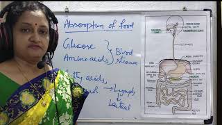 Absorption Assimilation and Egestion  A Complete process of digestive system Absorption [upl. by Zed]