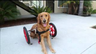 SitGo dog wheelchair demo Video HD 1080p [upl. by Carnahan]