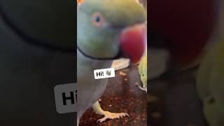 Beaker feeling confident funnyanimals talkingbird talkingparrot [upl. by Nairbal]