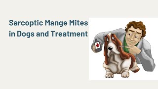 Sarcoptic Mange Mites in Dogs and Treatment [upl. by Dirrej]