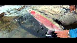 Bulkley Steelhead Fishing Canyon Drift [upl. by Anastasio]