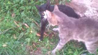 EPIC CAT FIGHT 2014 [upl. by Beret]