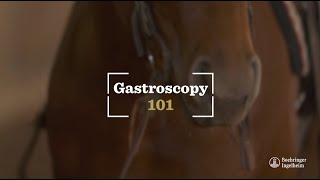 Equine Gastroscopy 101 Scoping a Horse for Equine Ulcers [upl. by Hardie720]