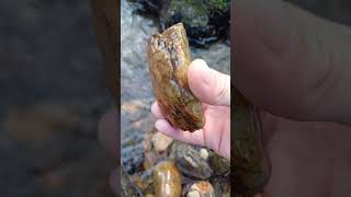 Searching rare Stones Relaxing Nature River Water🌊 walk with my Dog nature asmr water river [upl. by Nnyledam45]