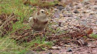 Snow Buntings Plectrophenax nivalis Budleigh Salterton Devon 21 October 2024 [upl. by Aicenaj]