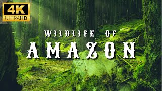 Amazon 4K Wildlife  Creatures Inhabiting the Jungle  Amazon Rainforest  Relaxation Film [upl. by Piks]