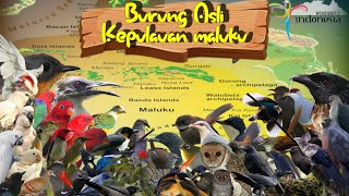 BURUNGBURUNG ENDEMIK KEPULAUAN MALUKU DAN SUARA ASLINYA [upl. by Aggappora]