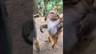 Monkey Reacts to Magic Tricks and Its HILARIOUS Neelamfunnyanimals 🤣🤣 [upl. by Madlin]