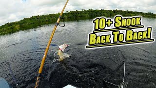 BIG Snook In The River  Fishing The Caloosahatchee [upl. by Mylan811]