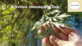 Grevillea robusta  Silk Oak  Silver Oak [upl. by Attaynek]