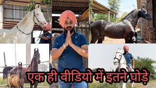 मेरे फार्म के घोड़े घोडियां Marwari Stallion KHAWAB and Other Horses Gurdev Singh 9781990406 [upl. by Phaidra582]