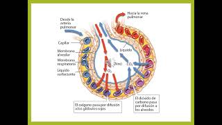 Farmacología del Sistema Respiratorio [upl. by Plossl]