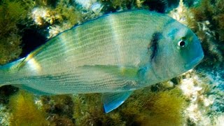 Sparus aurata Gilthead seabream Diplodus sargus White seabream Sarpa salpa Salema HD [upl. by Oisinoid652]