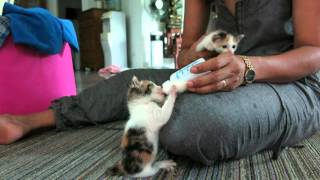 feeding baby cat  bottle feed [upl. by Enirhtac837]