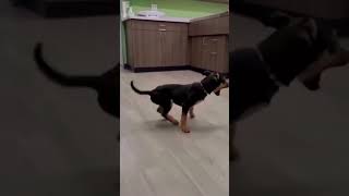 😂 Ultimate Dog Memes  Pawsitively Funny Moments dogmemes funnypets shorts [upl. by Sualocin]