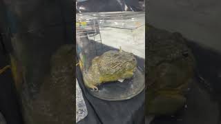 Cool Critters at Tinley Reptile Expo 🦎🐍🐸 reptiles amphibians insects [upl. by Stirling]