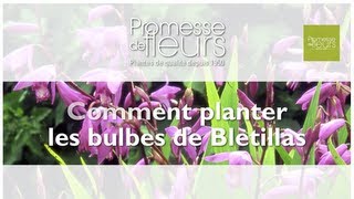 Planter des Orchidée rustiques  les Bletillas [upl. by Far]