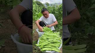 This vegetable is grown in rural areas which is very unique and greenagriculture farming trend [upl. by Enineg276]