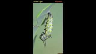 A Plain Tiger Danaus chrysippus caterpillar moults to its pupal stage [upl. by Atirac640]